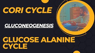 The Cori Cycle and Glucose Alanine Cycle Gluconeogenesis via Cori Cycle and Glucose Alanine Cycle [upl. by Geithner151]