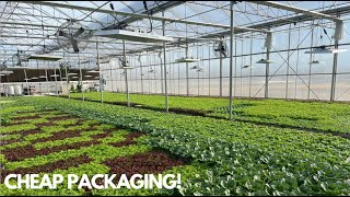 Harvesting and Packing a Case of Wholesale Lettuce [upl. by Sikleb]