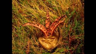 Devils Fingers or Octopus Fungus Clathrus archeri emerging from egg [upl. by Tecu]