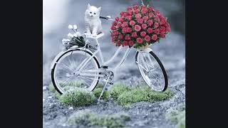 Bicicletas Decoradas Con Flores [upl. by Jarrett557]