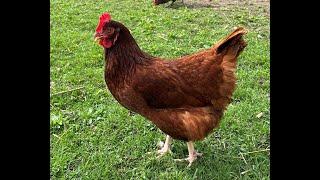 Breed Overview Rhode Island Red Chicken [upl. by Pelage334]