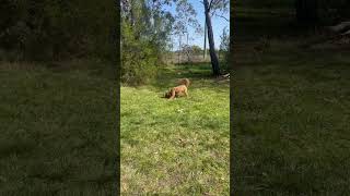 Cavapoo pup is full of energy cavapoo puppy shorts [upl. by Anrahs]