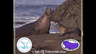 Elephant Seals of Piedras Blancas [upl. by Fleur]