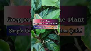 Calathea Louisae Propagation Made Easy Transform Your Garden shorts ytshorts youtubeshorts [upl. by Nnayllek]