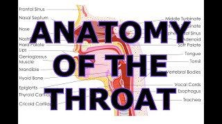 ANATOMY OF THE THROAT [upl. by Ecnav]