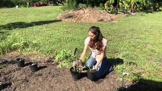 Fall Tomato Planting  Amending The Soil amp Tips For Transplanting Tomatoes In Raised Beds [upl. by Archibold]