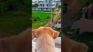 doglover cute labrador dog telugu cheppeyvachevilonaokamata oldsong viral trending shorts [upl. by Easlehc]