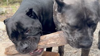 Cane Corso Training to Prevent Aggression [upl. by Pietra976]