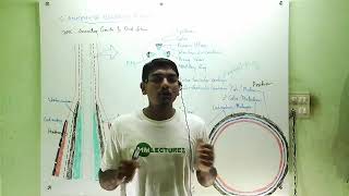 Secondary growth in dicot stem in Malayalam [upl. by Sajet]