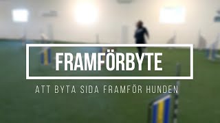 Framförbyte  Byta sida framför hunden AGILITY [upl. by Avrom]