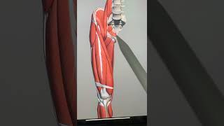 Muscles of lower limb part1 medical anatomy medicalstudent youtubeshorts youtube trending art [upl. by Erapsag]