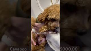 Cavapoo fredisidro cavapoodog cavalier cavapoopuppy cavapooworld cavapoolife [upl. by Selrhc701]