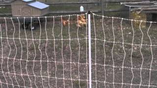 Electronet Fencing for Chickens Video [upl. by Anoirtac363]