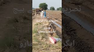 nature naturelovers natural agriculture crop onion seeds samarian samaro farming farming [upl. by Newnorb762]