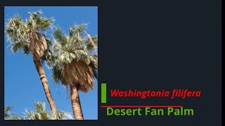 Washingtonia filifera  Desert Fan Palm Growing Guide [upl. by Yznyl590]