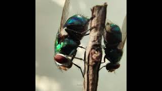 These are Carrion flies  Locate dead bodies in minutes of death [upl. by Naerb]