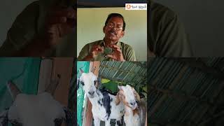 ஆடுகளை தாக்கும் குடல் புழுவை சரிசெய்யும் மருந்து Intestinal worms treatment in goats WormTreatment [upl. by Eenyaj]