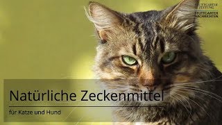 Kokosöl Bierhefe und Schwarzkümmel Natürlich vorbeugen gegen Zecken bei Hund und Katze [upl. by Ihab624]