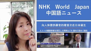 NHK中国語ニュースで中国語を学ぼう（向人体提供器官的猪首次在日本诞生 [upl. by Etteragram256]