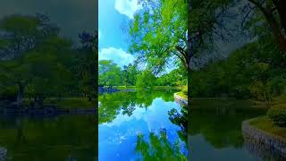 Nature tree river beautiful 🌲🌳😍viralshortshortsvideo trending subscribe [upl. by Lauren]