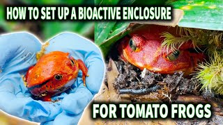 Building a Bioactive Terrarium Habitat for Tomato Frogs [upl. by Kal207]