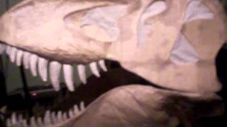 CRANEO DE TYRANNOSAURUS VIDEO [upl. by Arammat972]