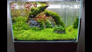 A tour of my aquascape  Aquarium [upl. by Jeanie661]