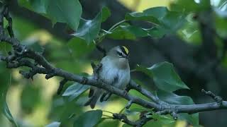 Goldencrowned Kinglet sitting still for 213 seconds [upl. by Ysdnil]