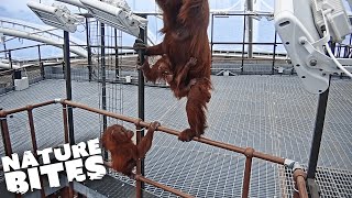 Shorts  Orangutans ESCAPE Zoo Enclosure  The Secret Life of the Zoo [upl. by Strepphon]