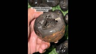 SitaRam Shaligram  Nepal Gandkai Nadi Shilashortviralshortshortsvideoyoutubeshortsbhakti [upl. by Podvin]