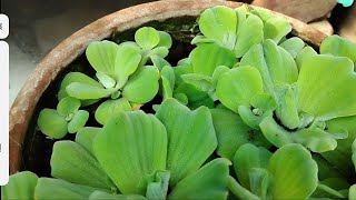 All about pistiaJalkumbhi waterlettuceaquaticplant trending viralvideo  Pistia [upl. by Eelarol]