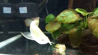 Feeding My Albino Arowana Senegal Bichirs and Knifefish [upl. by Bahner]