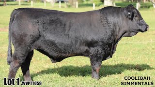 Lot 01 Coolibah True Blue ZVVPT054 [upl. by Nytsyrk609]