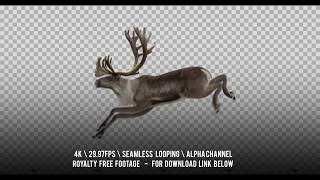 Reindeer Caribou jumping Male female and harnessed Isolated cyclic animation [upl. by Sabanrab]