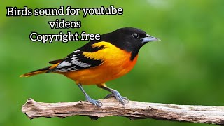 Bird Sound  Birds Chirping Copyright Free  Morning Birds Sound for youtube Videos  Download free [upl. by Ziza]