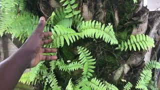 Spiritual power of Fern plant Fern plant on palm tree [upl. by Ruby]