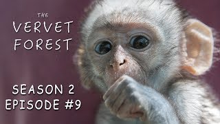 Orphan Baby Monkey With Brain Damage amp Babies Play in Disneyland  Vervet Forest  S2 Ep9 [upl. by Ecilayram]