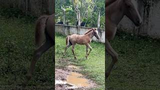 potra con mu madre rancho fincas caballos [upl. by Sej]