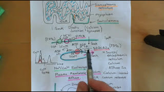 Heart Failure and Heart Failure Medication Part 8 [upl. by Ruel]