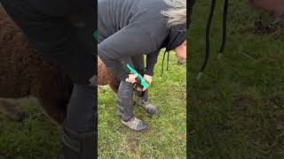 Ear Tagging Sheep [upl. by Cornwall]