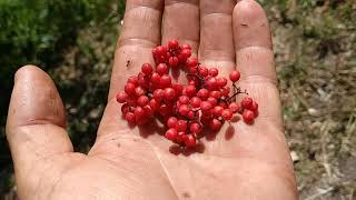 The toxic Red Elderberry Sambucus racemosa [upl. by Corvese]