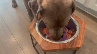 Jaoul Dog Bowl Slow Feeder X Large 7 Inch Cuttable Slow Feeder Bowl Insert Review [upl. by Dina]