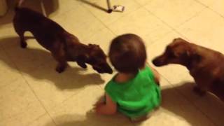 baby plays ball with dachshunds [upl. by Anelehs]