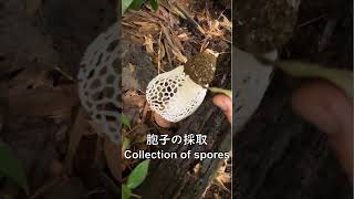 Spores of Phallus rubrovolvatus mushroom shorts アカダマキヌガサタケの胞子 [upl. by Annora]