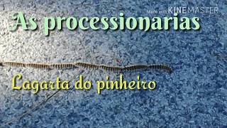 Não toques  Processionárias ou Lagarta do Pinheiro [upl. by Wandis204]