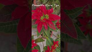 Care Tips For Poinsettia Plant poinsettia winterplants wintergarden plants shorts caretips [upl. by Hnahk]