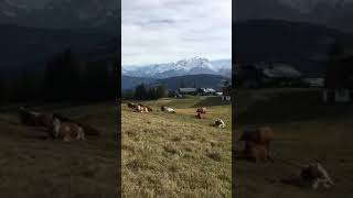 LES DERNIÈRES VACHES EN ALPAGE [upl. by Siramed]