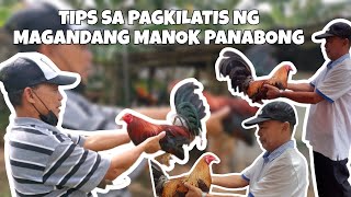 10 TIPS SA PAGPILI NG MANOK PANABONG NA MAGALING PAGDATING SA LABAN [upl. by Wiener]