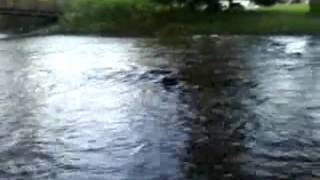 Salmon Spawning Lowville Park [upl. by Jeconiah]