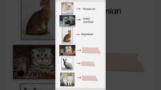 Can you name these Cat breeds [upl. by Ylatan]